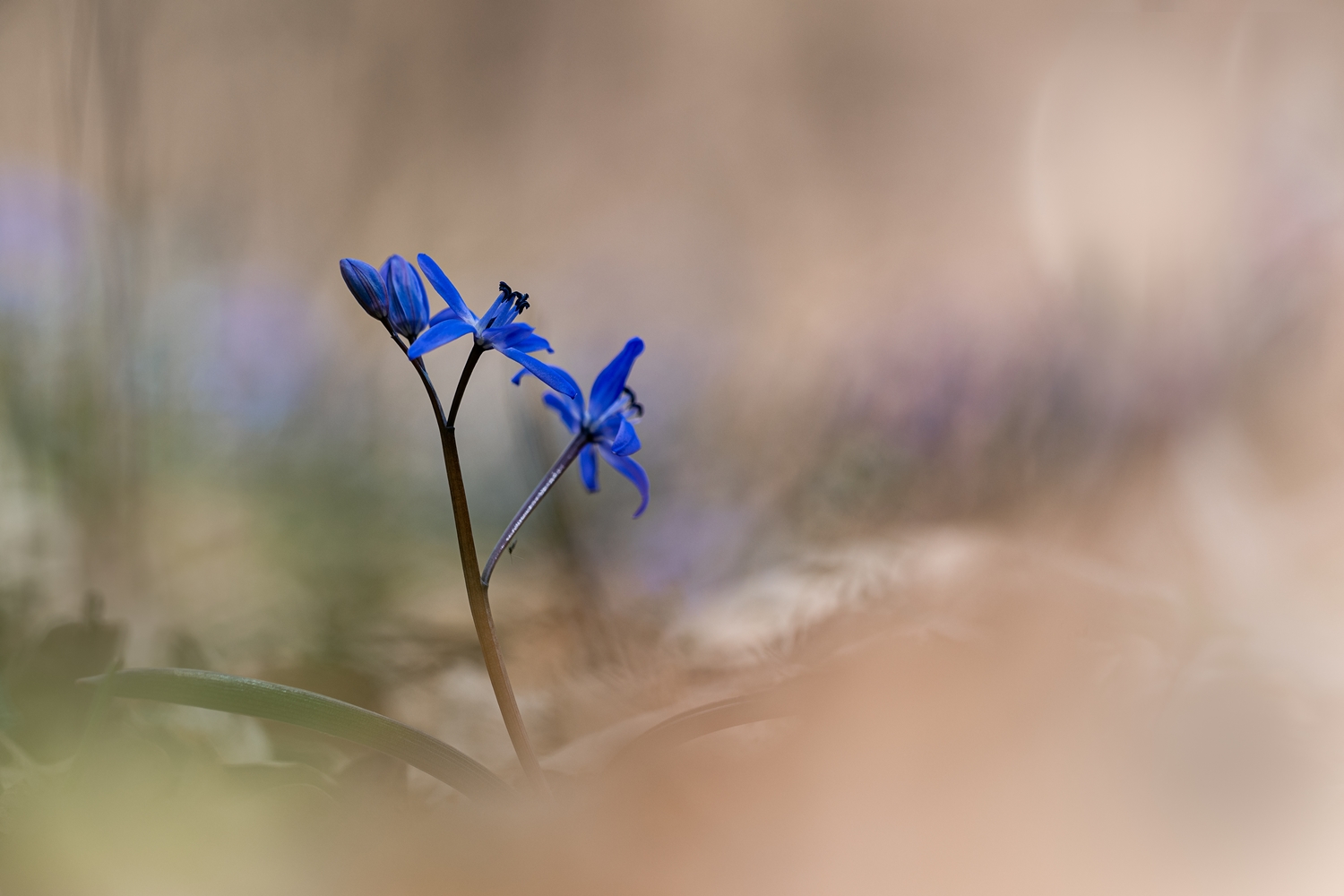 Zweiblättriger Baustern (Scilla bifolia)