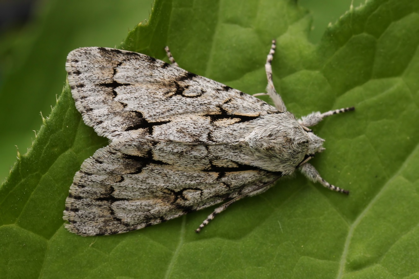 Acronicta cuspis