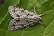 Acronicta cuspis
