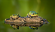 Laubfrosch Duo
