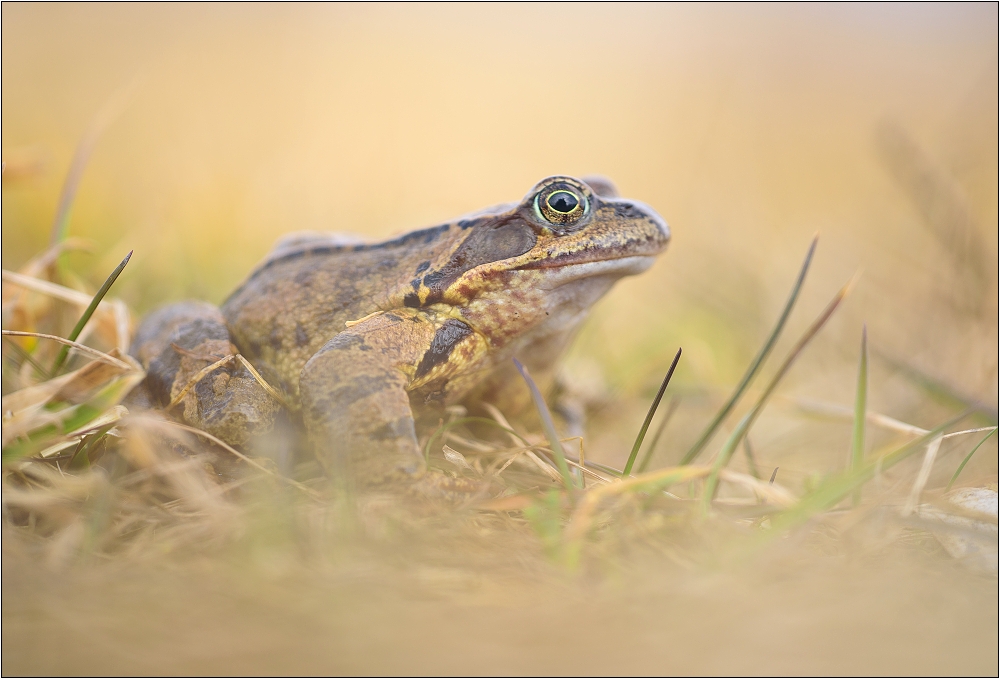 Rana temporaria