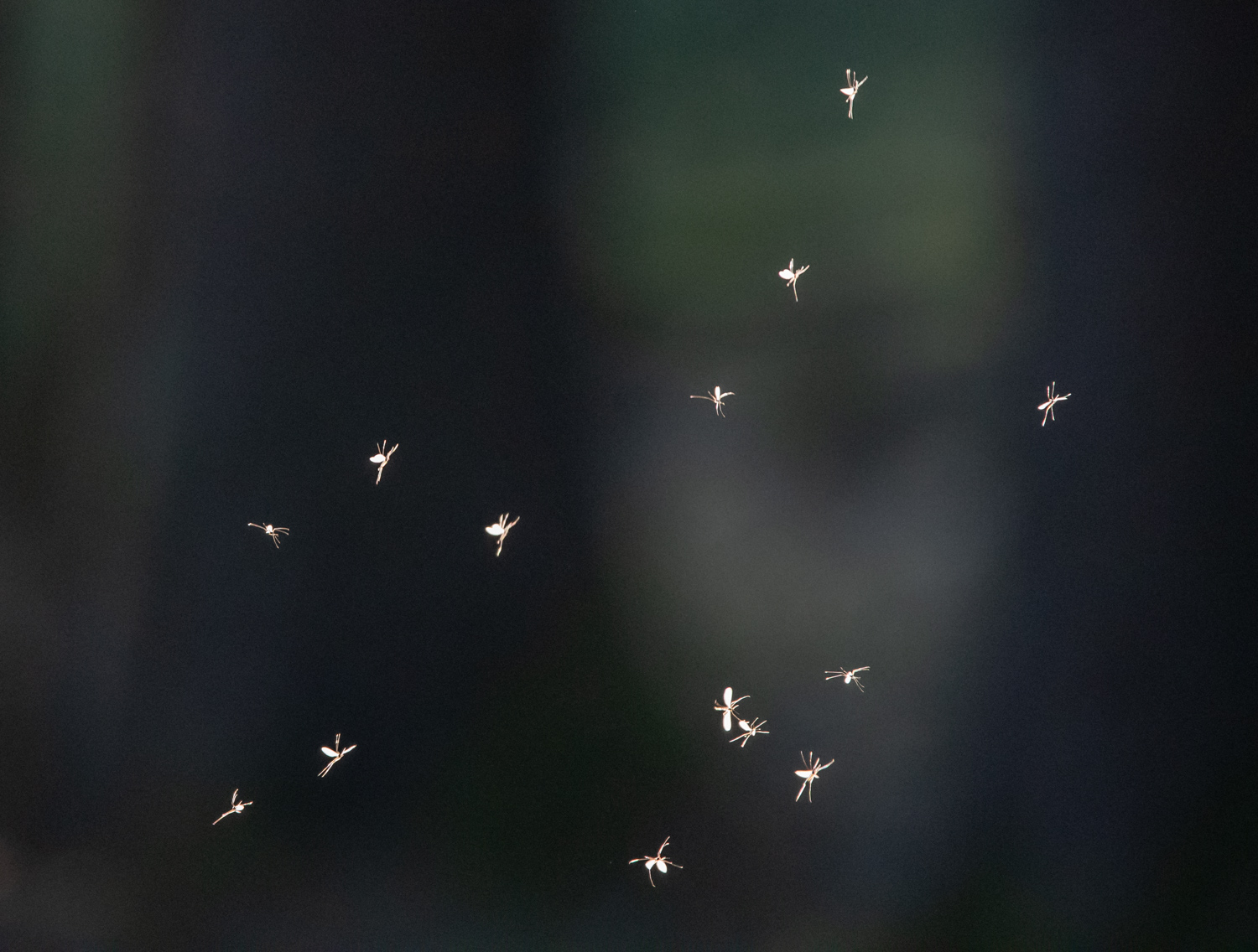 Mücken im Wald wie kleine Feen