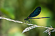 Prächtiges Blau
