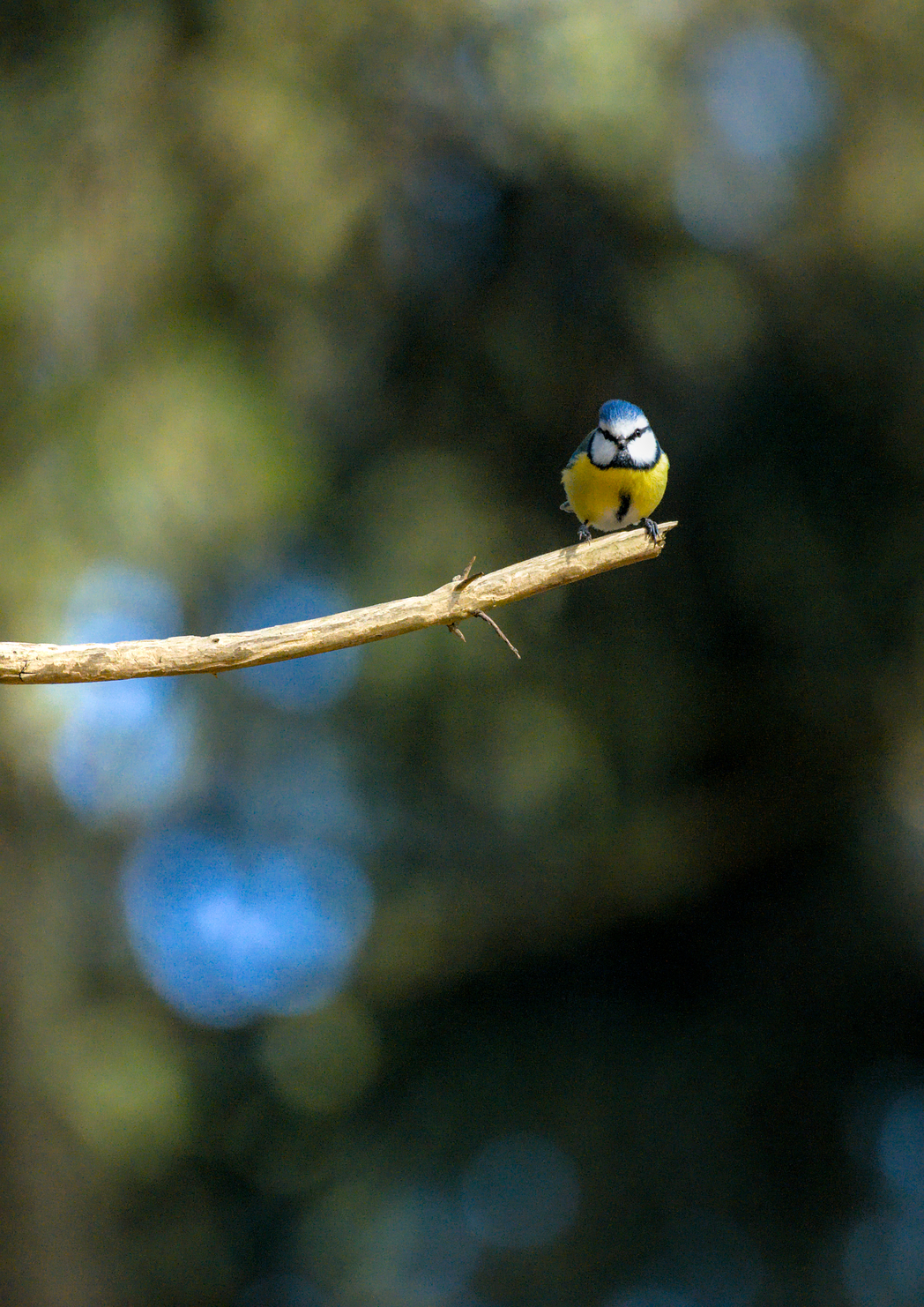 Blaumeise