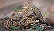 Die Sumo-Connection....