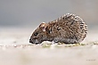 Nur eine Maus