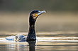 Kormoran