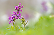 Lerchensporn