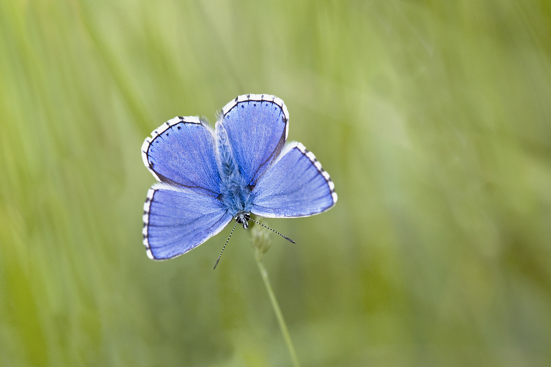 Der Himmelblaue Bläuling
