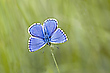 Der Himmelblaue Bläuling