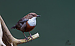 Wasseramsel