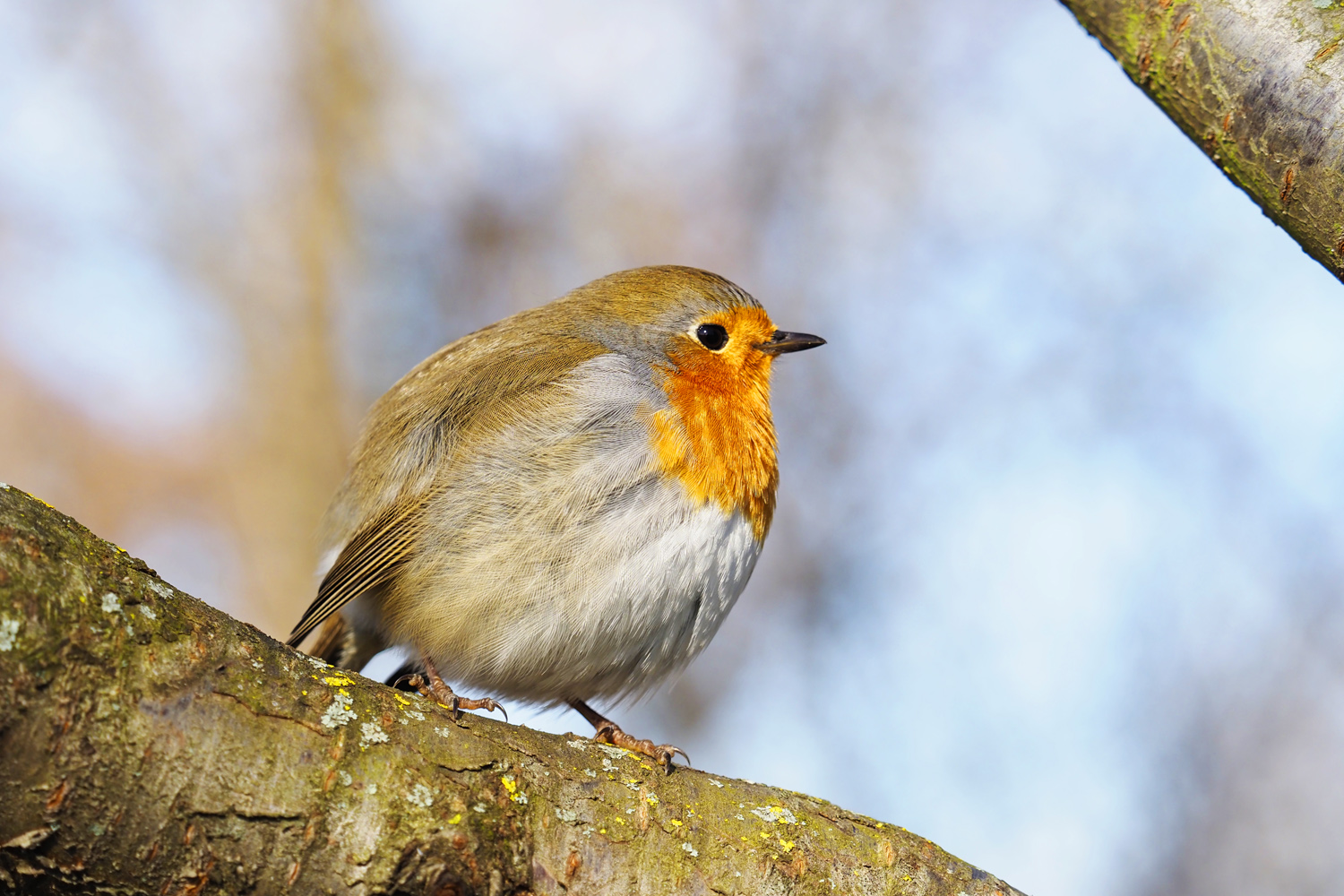 Mein Beitrag Vogel des Jahres.