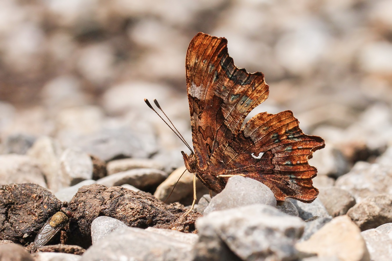 Polygonia c-album
