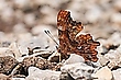 Polygonia c-album