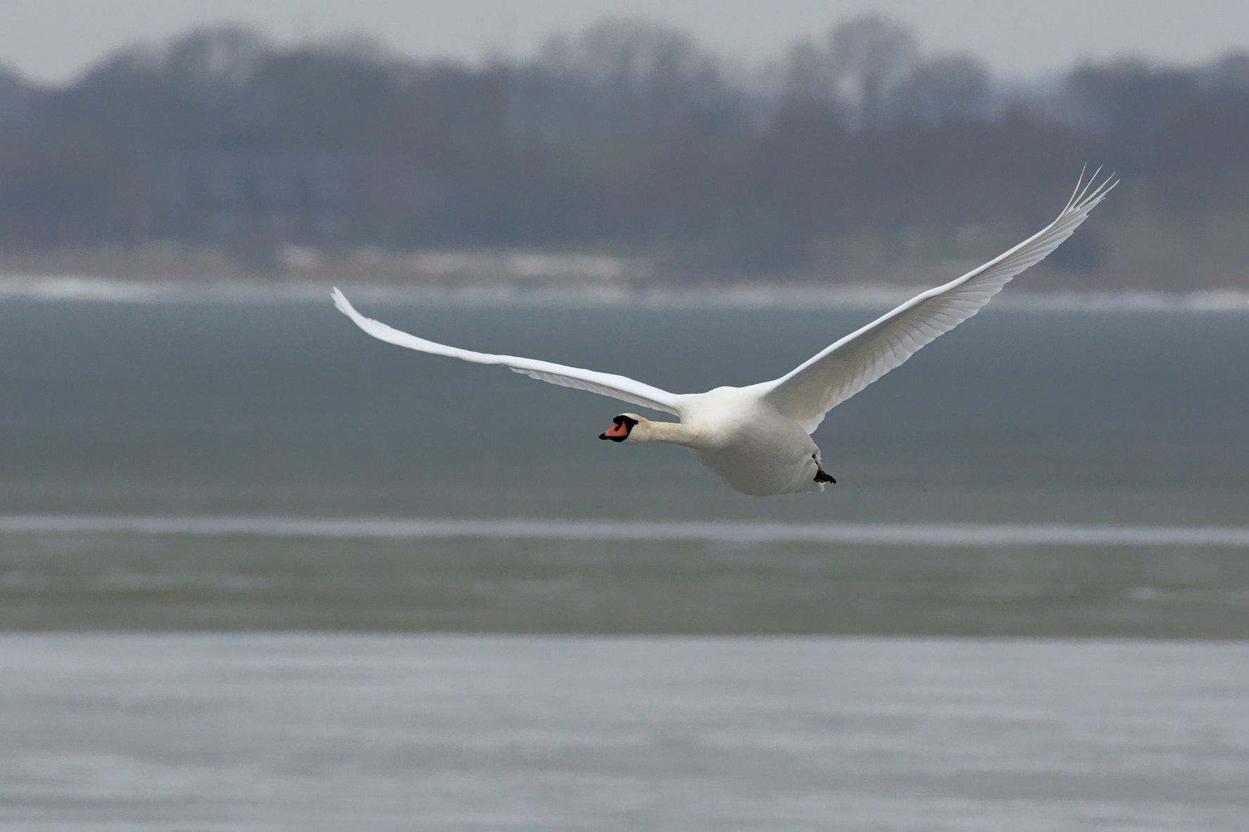 Höckerschwan im Flug