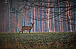 Da schaut'er der Bock