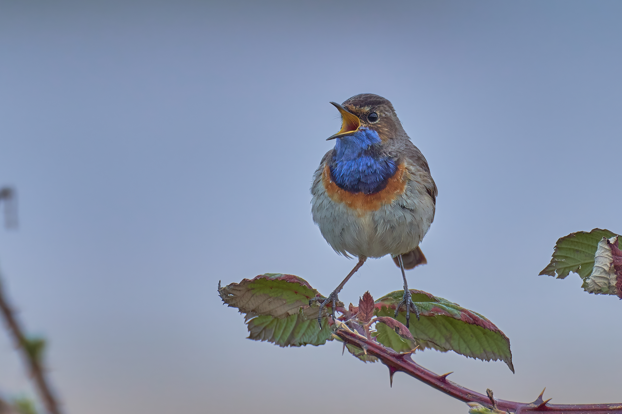 Blaukehlchen im Morgendunst