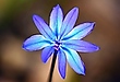 Blausternchen