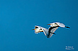 Blau Weiß