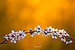 Mandelblüten