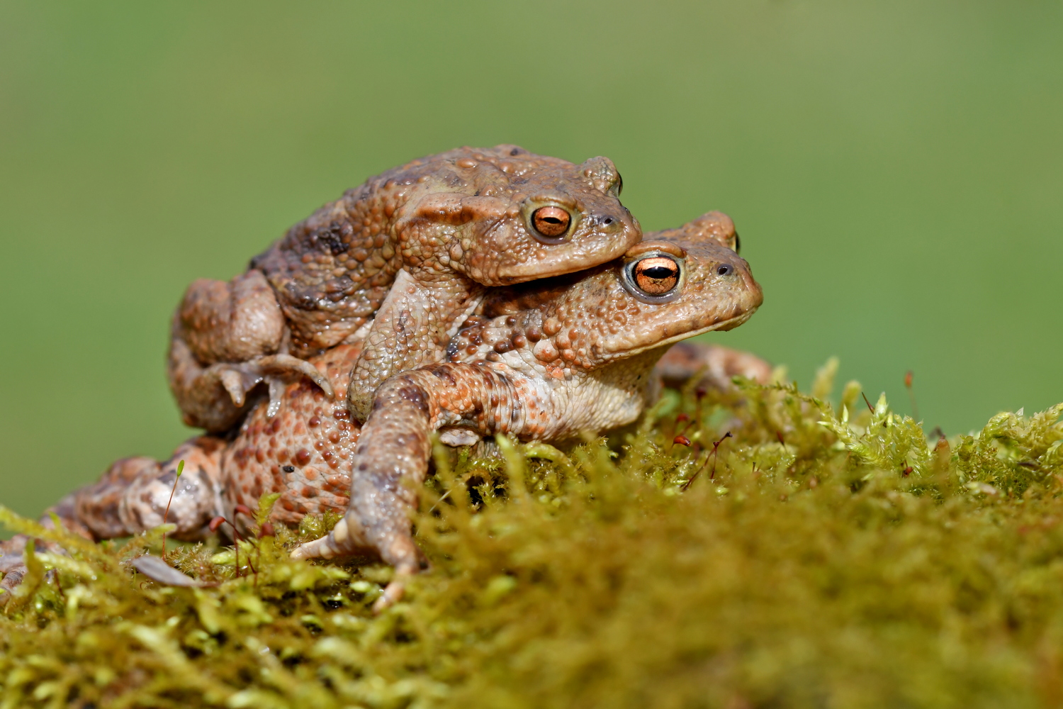 Pärrchen