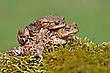 Pärrchen