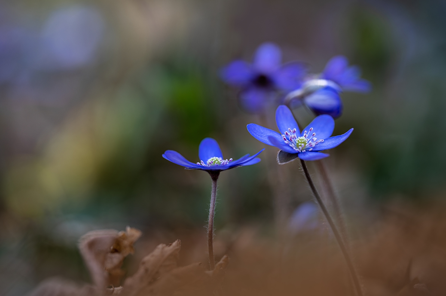 Leberblümchen (Hepatica nobilis)