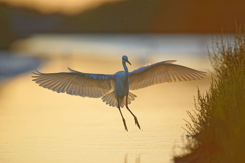 morgens in der Camargue