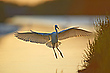 morgens in der Camargue