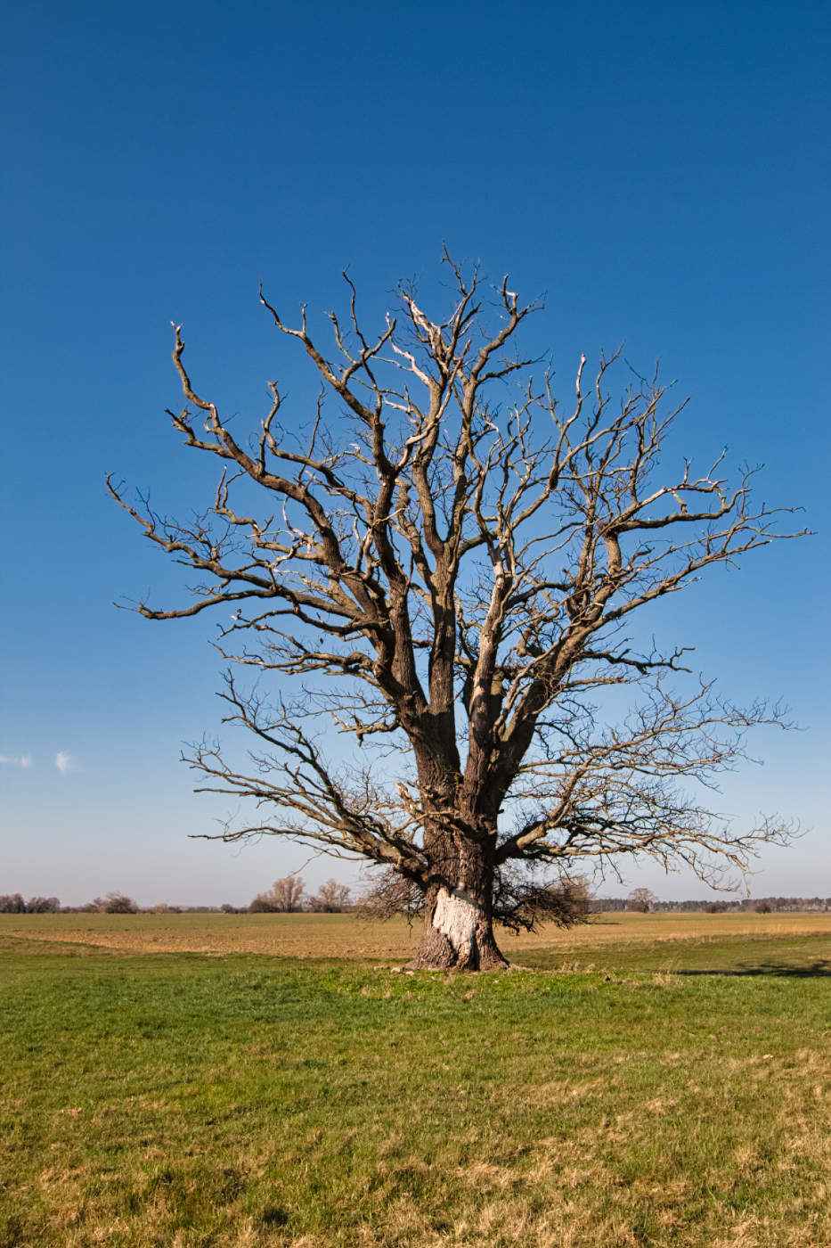 Standhafter Baum