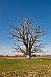 Standhafter Baum