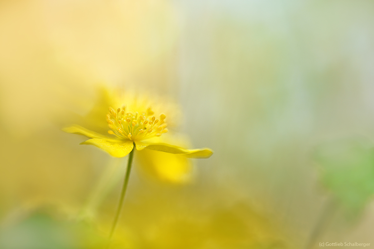 Anemone ranunculoides