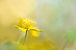 Anemone ranunculoides