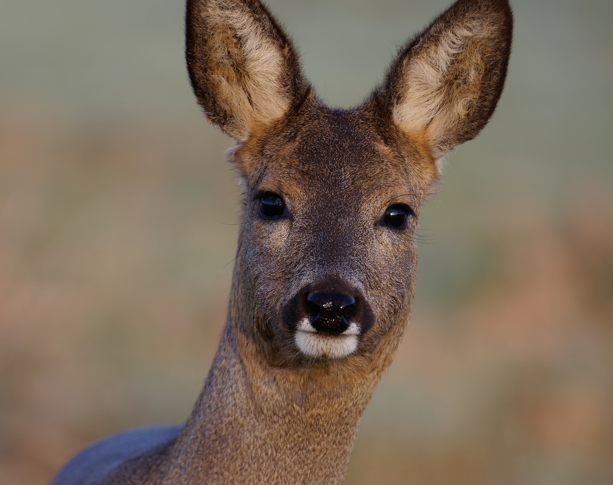 Ricke   _ morgendliches Portrait