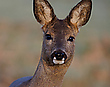 Ricke   _ morgendliches Portrait