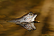 Moorfrosch