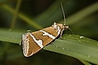 Deltote bankiana