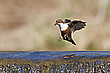 "Futter im Anflug"