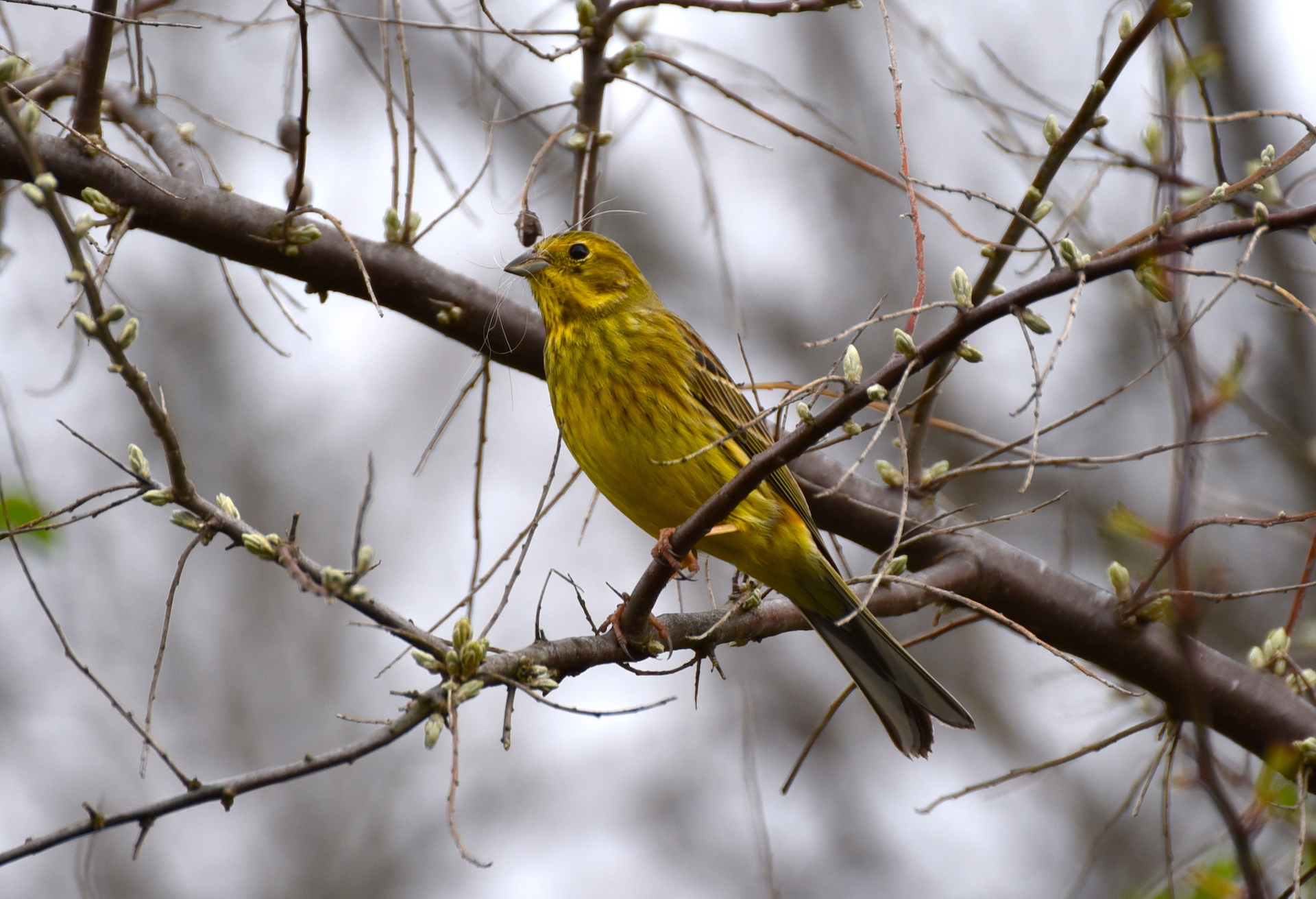 Frühling, Zeit das Nest zu polstern