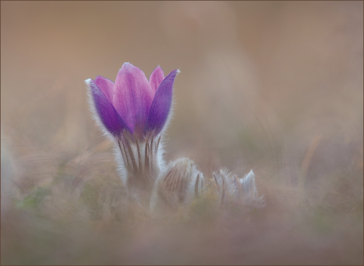 *Pulsatilla_4*