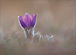 *Pulsatilla_4*