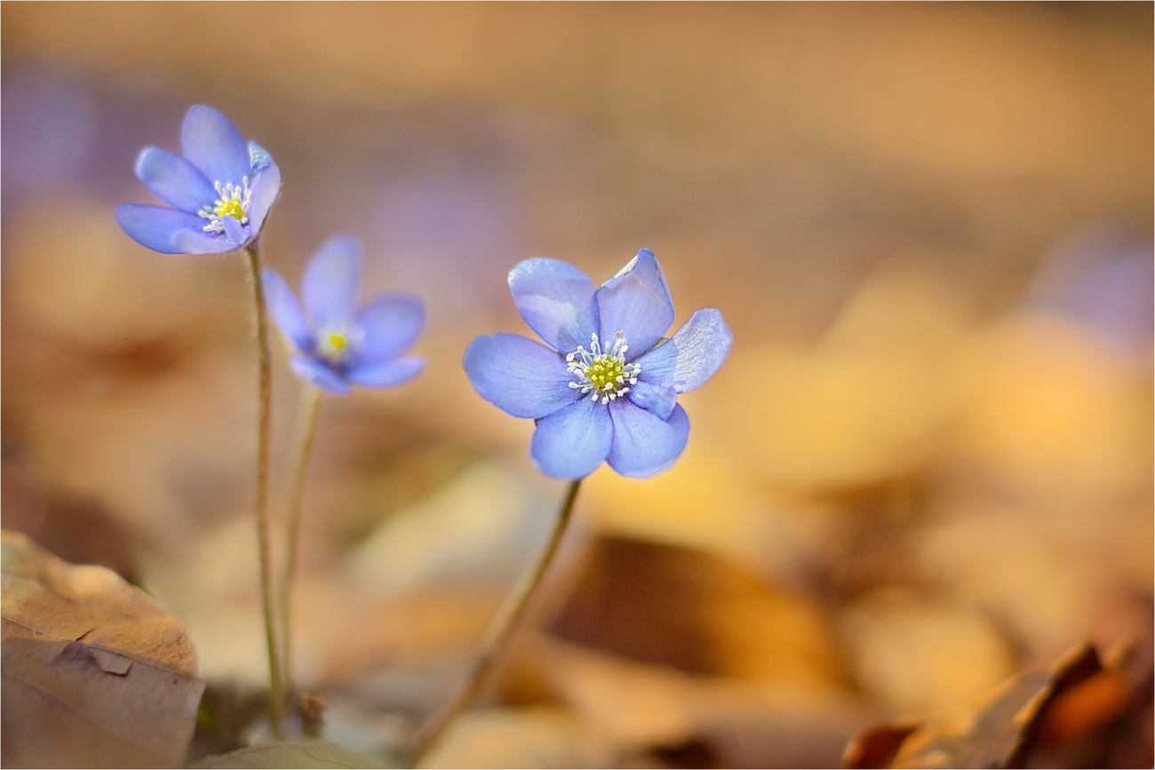 Meine ersten Leberblümchen