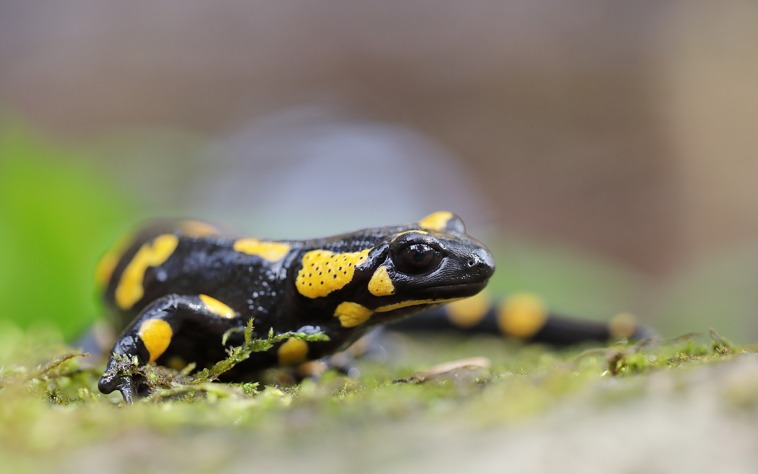 Feuersalamander 2021