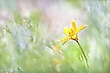 Tulipa sylvestris ...,