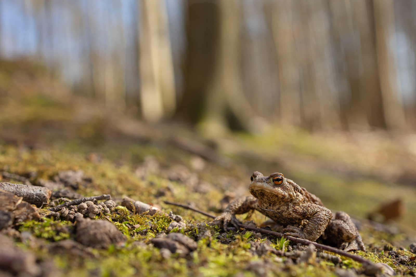 Krötenwanderung