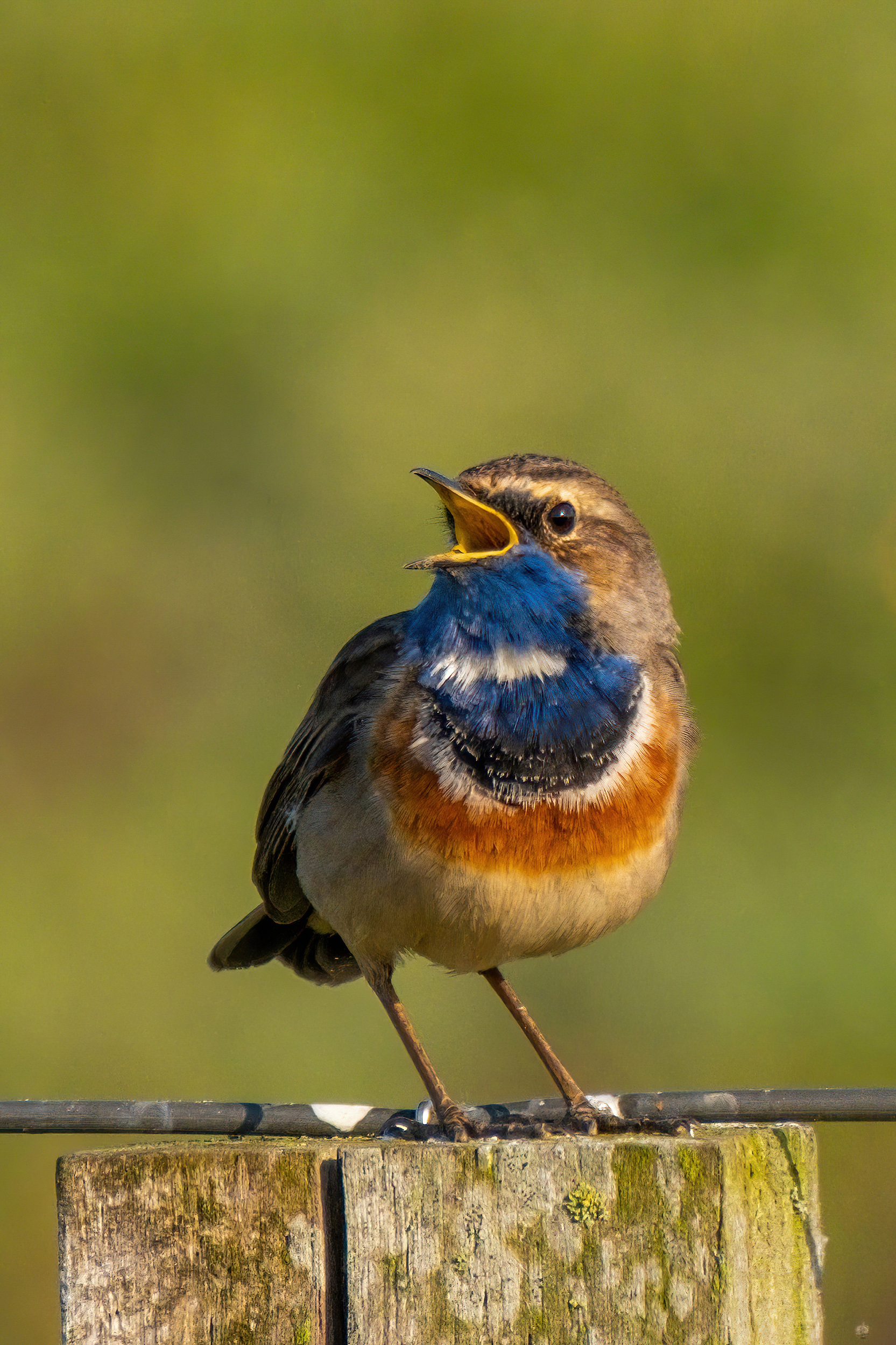 Blaukehlchen