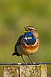 Blaukehlchen