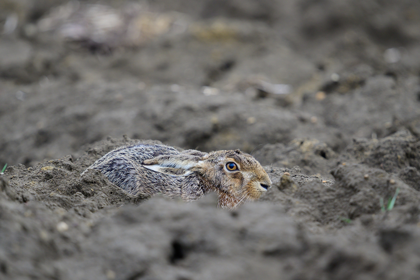 Hase in der Sasse (Forum für Naturfotografen)