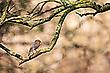 Vogel des Jahres