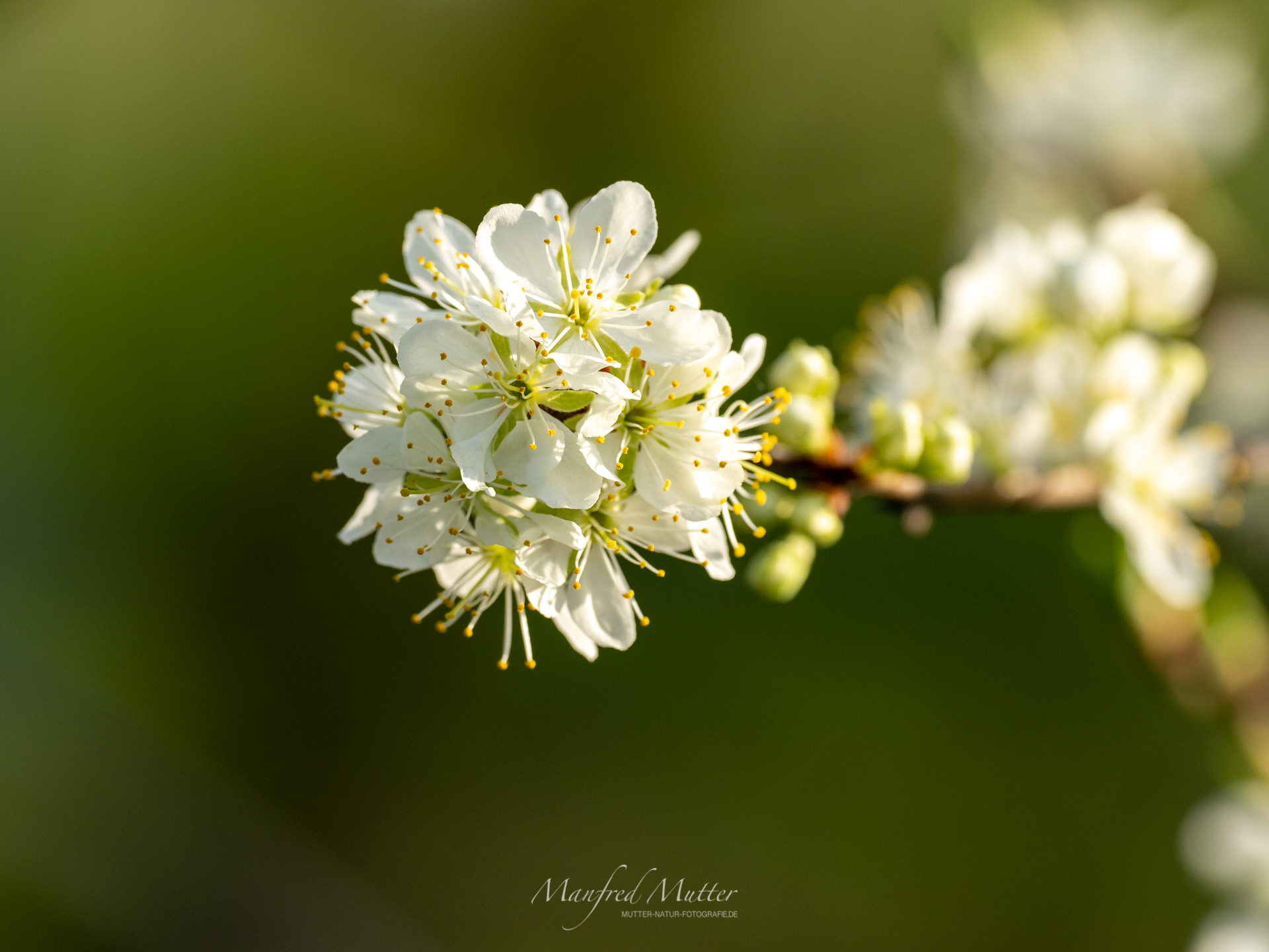 Frühling !